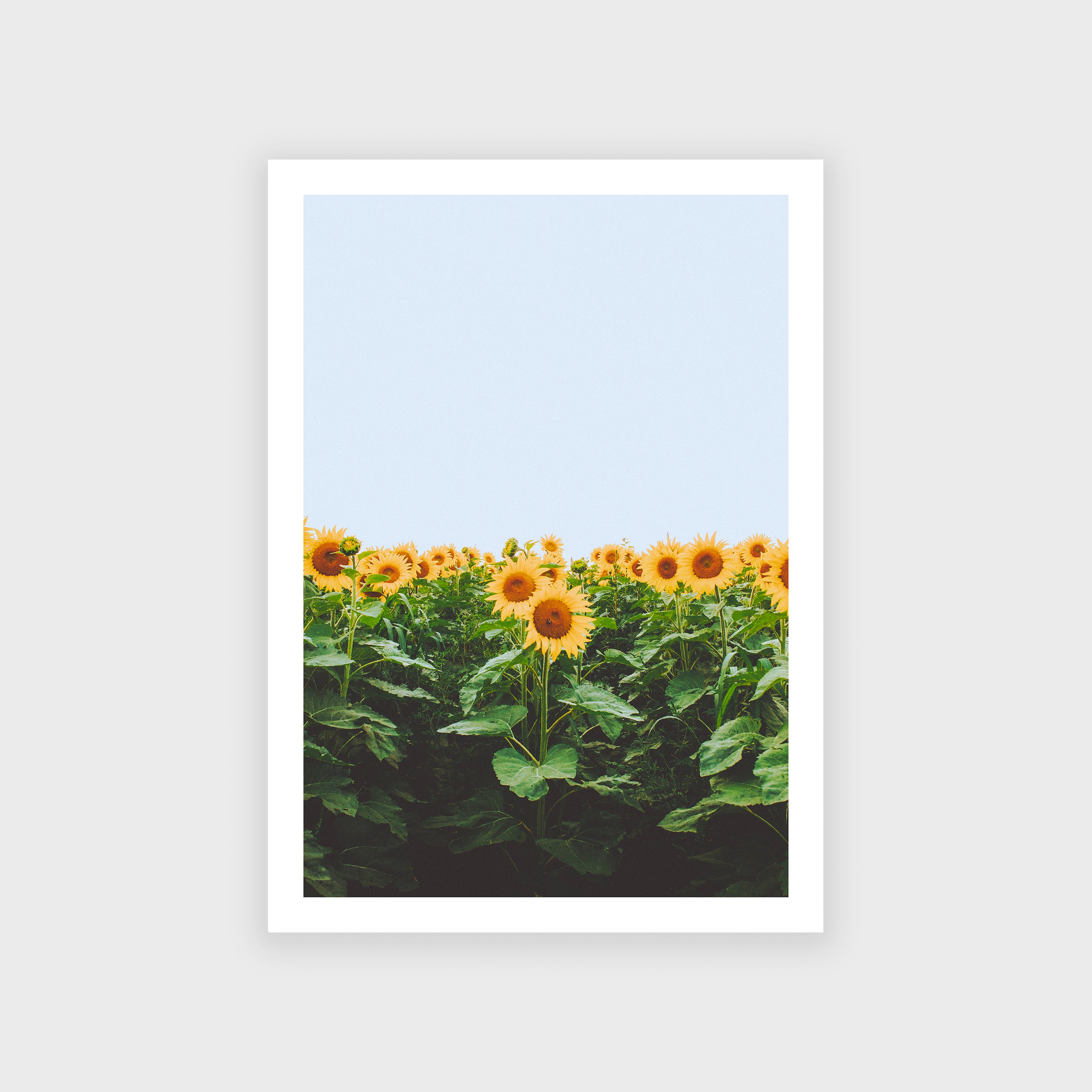 Affiche - Tournesol